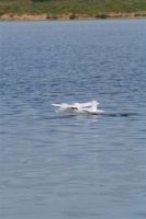 Twinstar II Cargo Watervliegtuig
