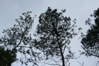 Frans boom