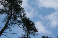 Frans boom